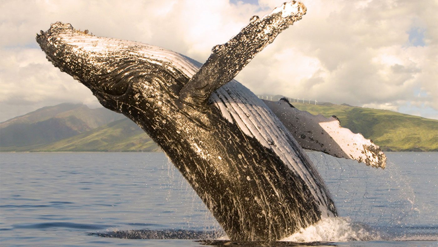 Whale Watch Photo Excursion