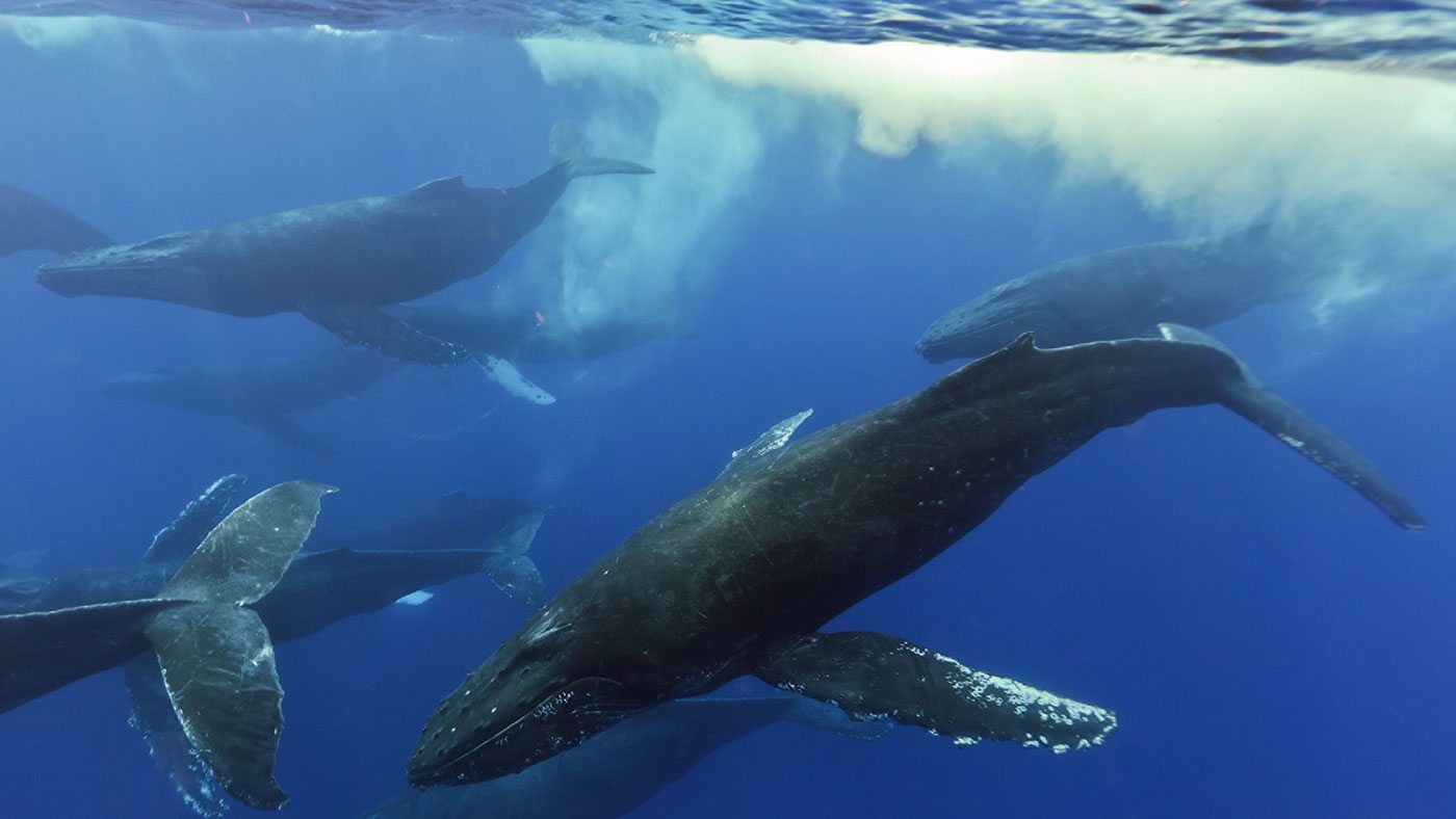 A group of humpback whales underwater