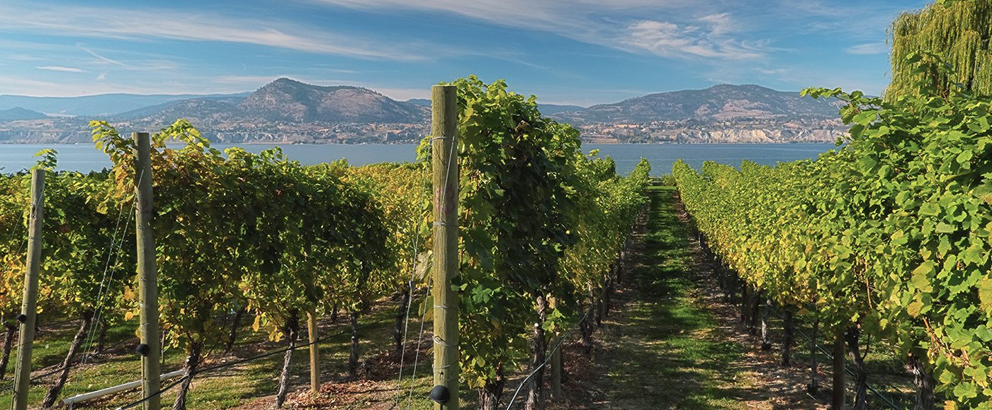 vineyard close up