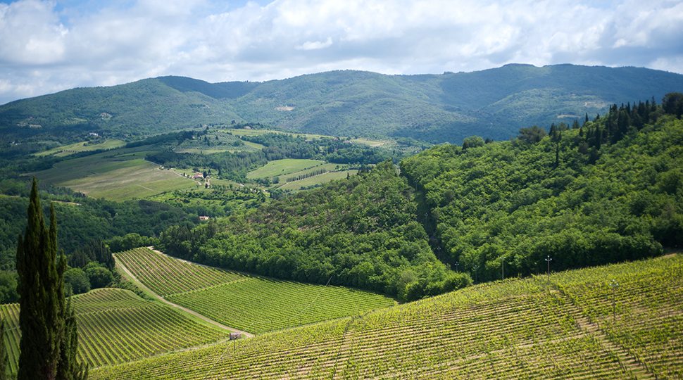Tuscan vineyard