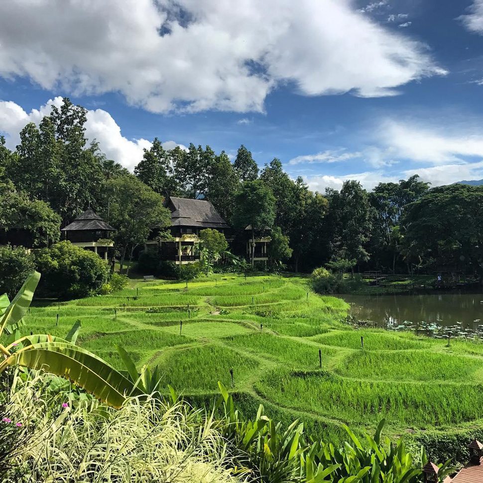 Chiang Mai rice field