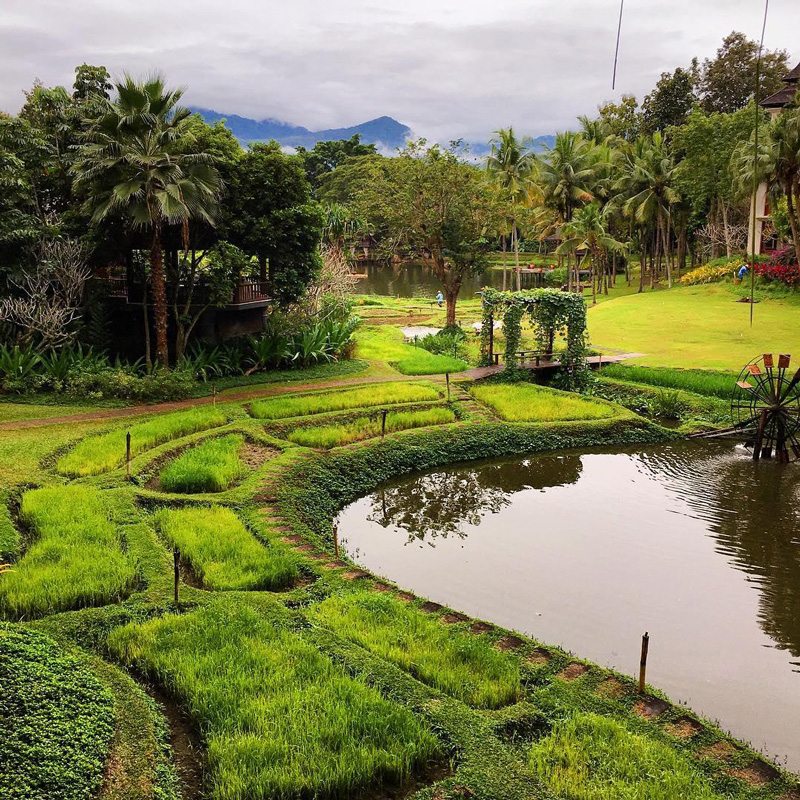 Chiang Mai square garden