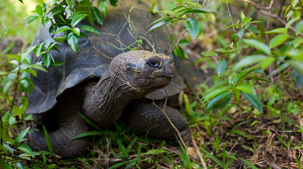 Galápagos tortoise