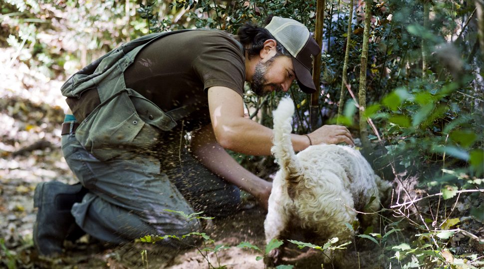 A truffle hunting dog searches for truffles
