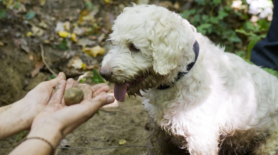 A truffle hunting dog