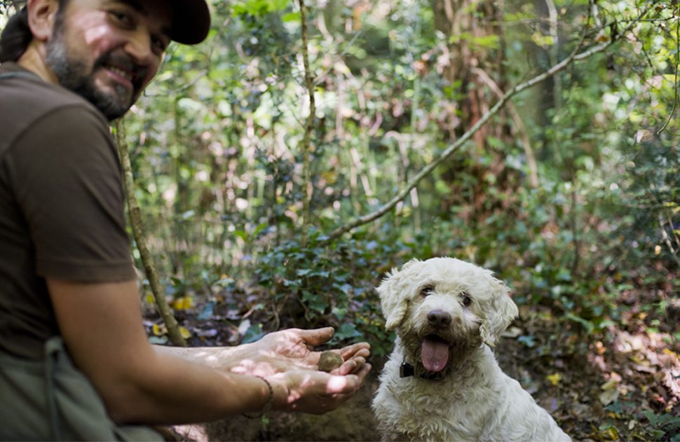 A truffle hunting dog with his findings