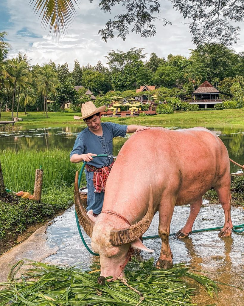 Man in a straw hat cleans a water buffalo