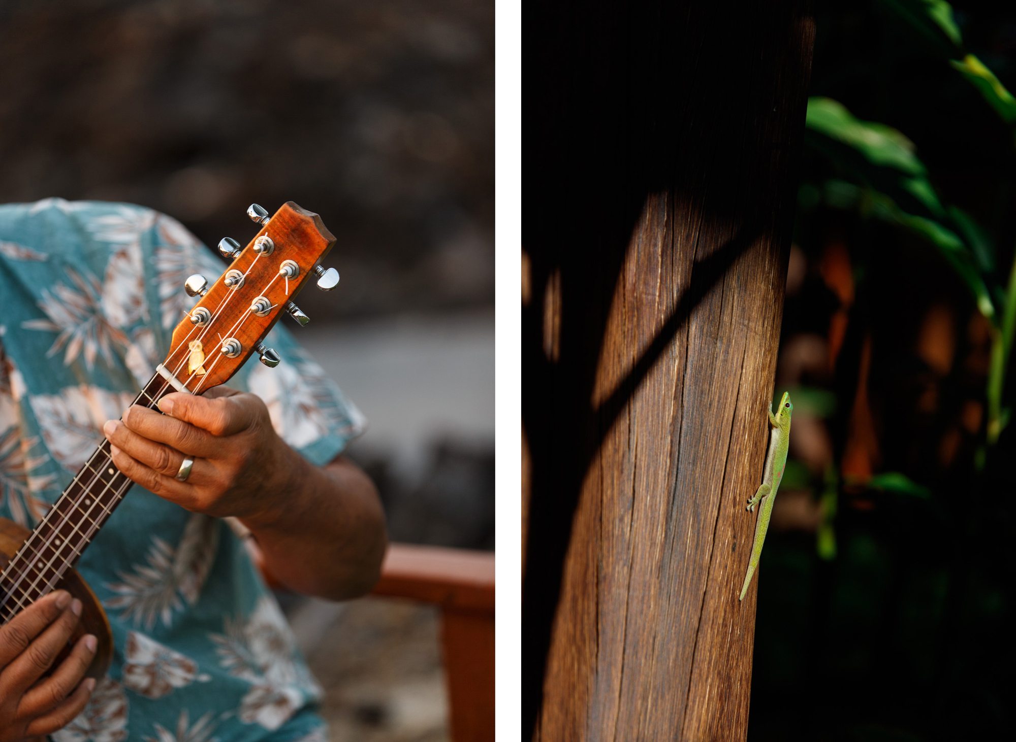 hualalai ukelele, small green lizard comparison