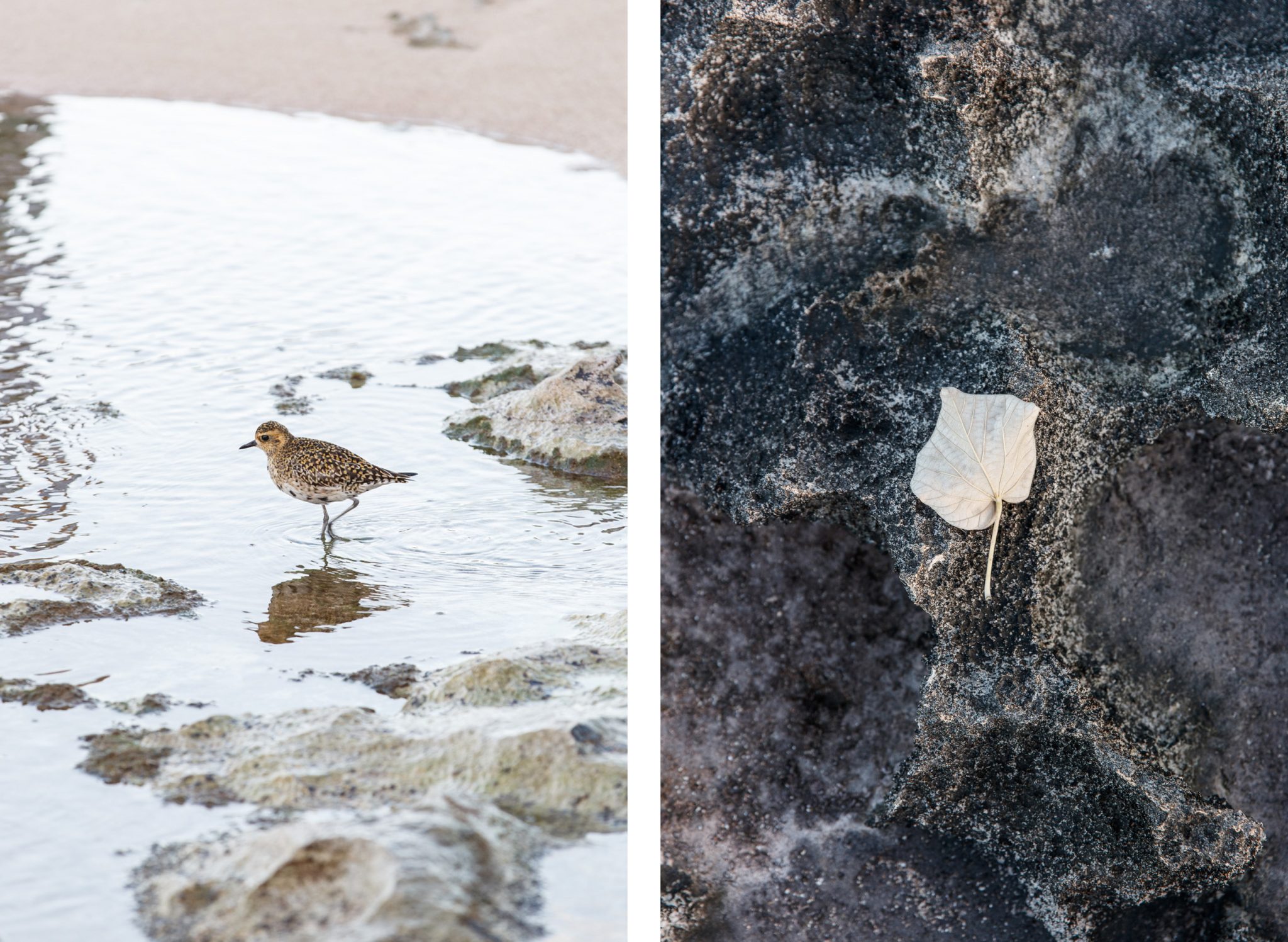 Oahu bird, leaf comparison
