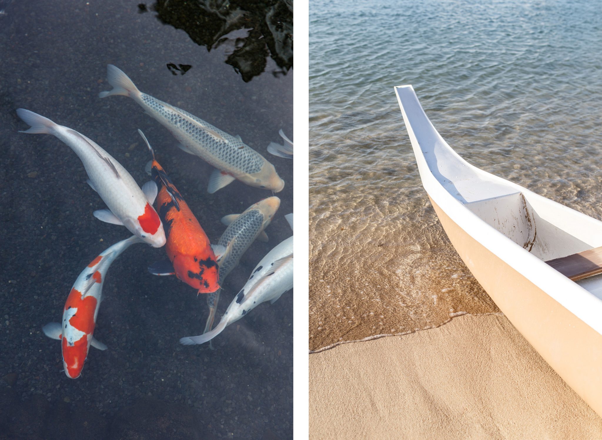 Oahu koi fish, white gondola comparison