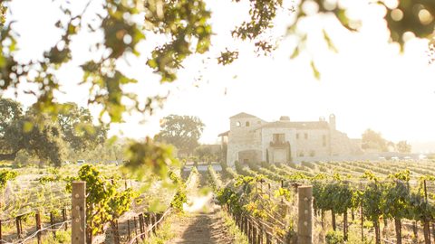 Taste the Art of Winemaking