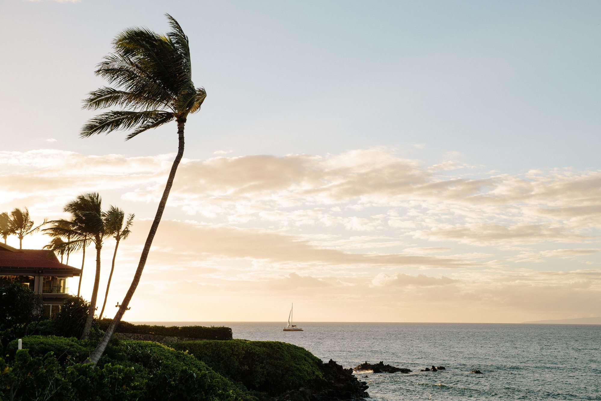 Sunset palm tree blowing in wind on Maui coast