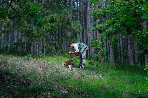 man in woods looking for truffles