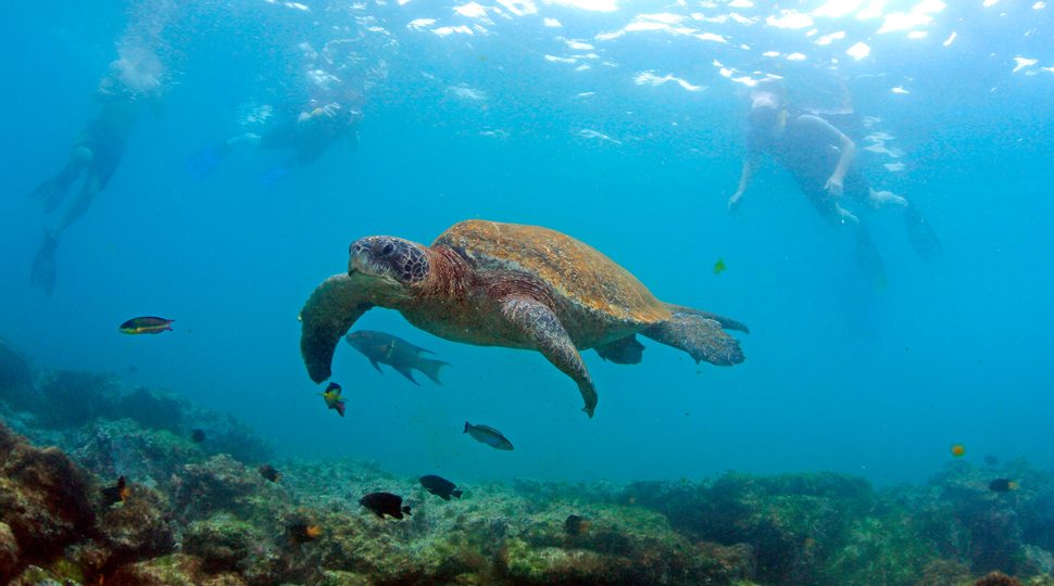 Swimming with sea turtles