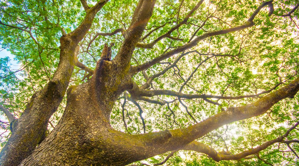 Tree in Costa Rica