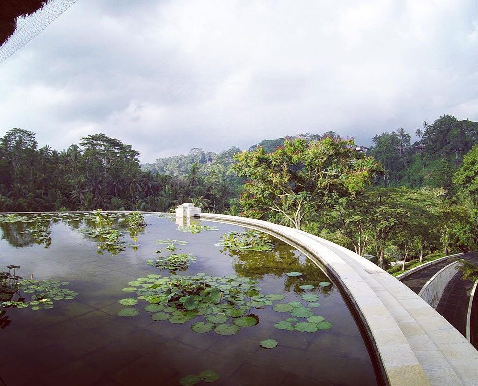 Rooftop Lotus Pond