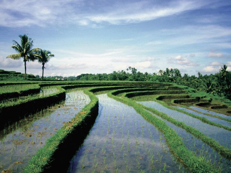 Bali Sayan Ee