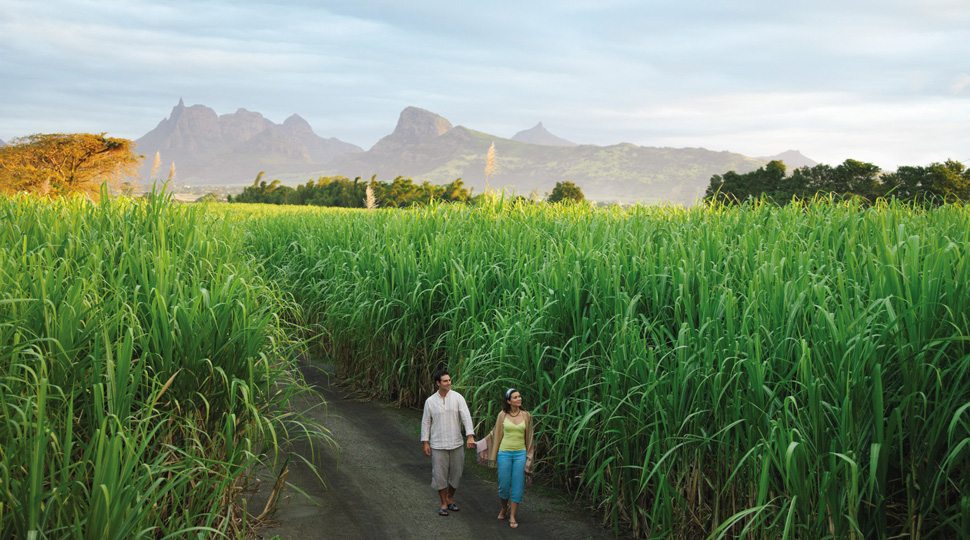 Sugar Cane Fields in Mauritius