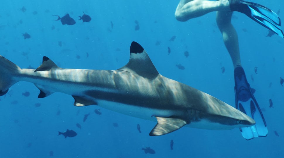 Swimming with sharks