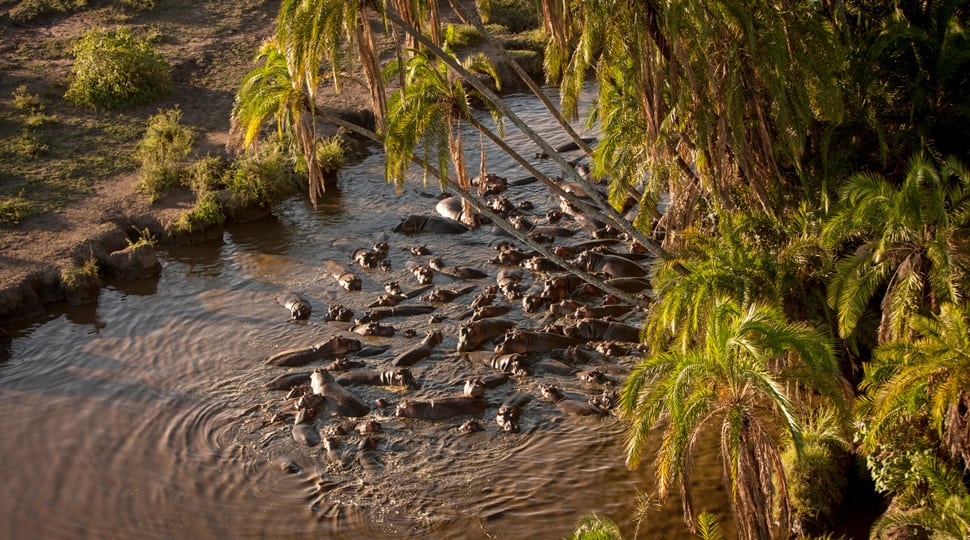 Wildlife in Serengeti