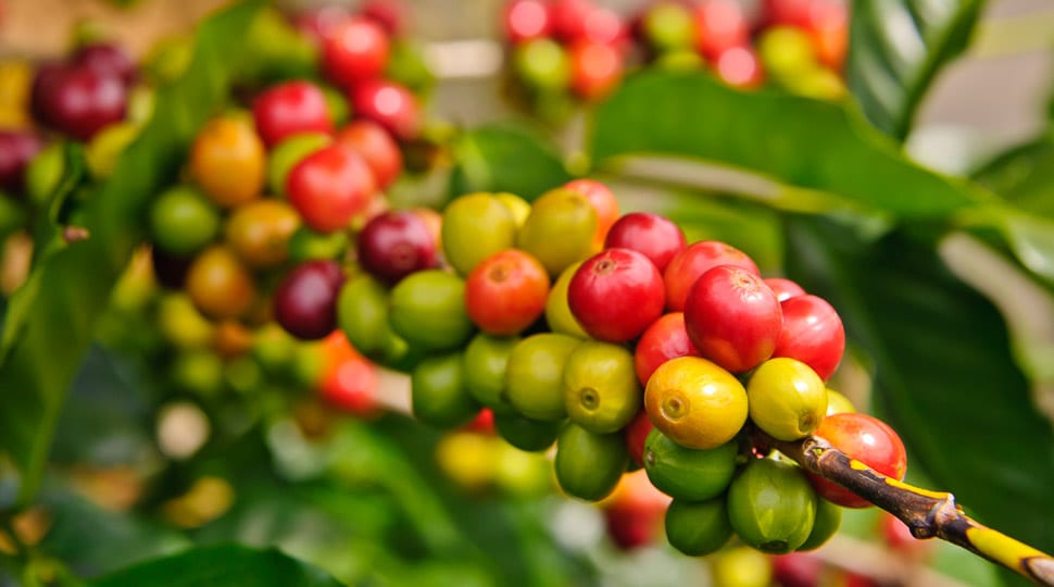 coffee berries