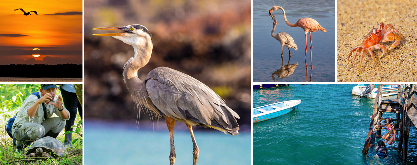 Wofs Private Jet Galapagos Grid