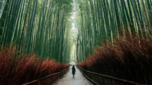 A woman holding a clear umbrella walks down a path in a bamboo forest