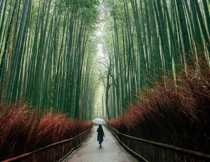 A woman holding a clear umbrella walks down a path in a bamboo forest