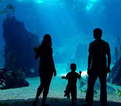 family at the aquarium