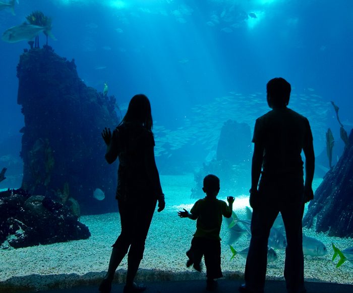 family at the aquarium