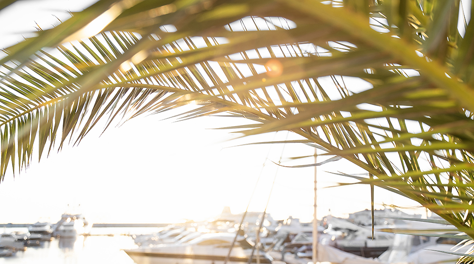 Palm Branches Lit By The Sun. Sun Glare. Sunset At Sea. Bokeh Green Leaves. Nature. Seaport. Tourist Trip. Holidays At Sea. Yachts In The Port.