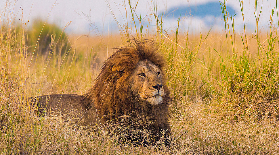 The King