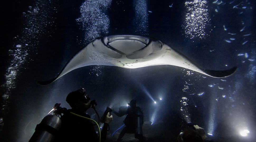 Manta,ray,gliding,overhead,in,kona,,hawaii
