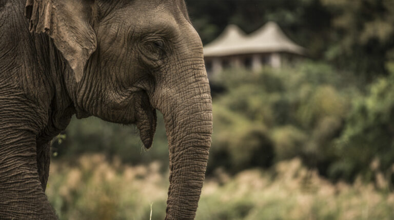 Travel Trends for 2025 Four Seasons