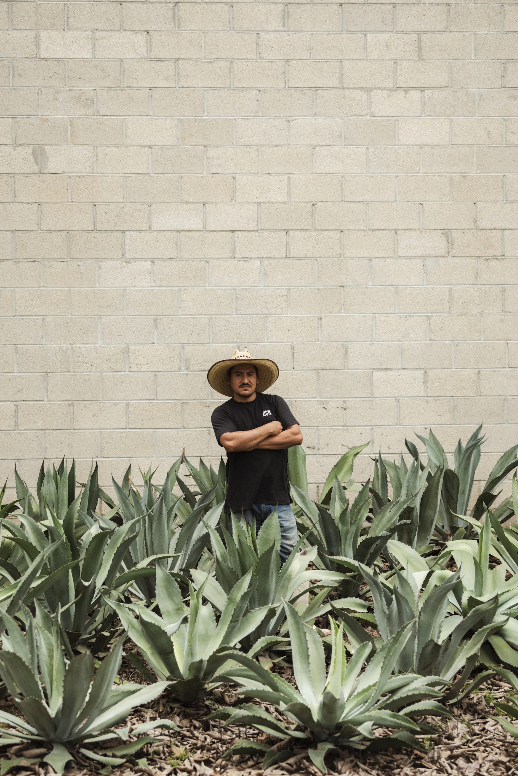 Raicilla: A Guide to Mexico's Other Mezcal