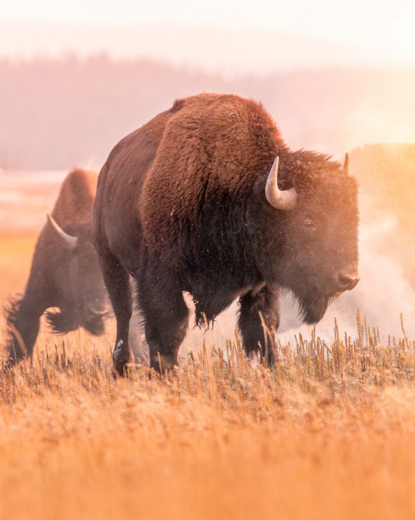 Buffalo on Safari, Jackson Hole