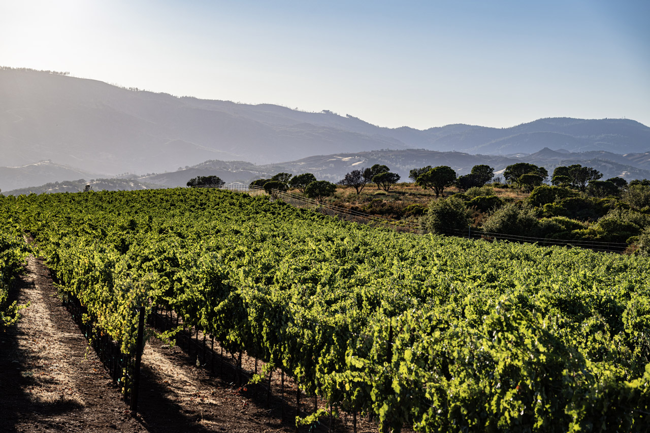 A vineyard at Clear Lake, California