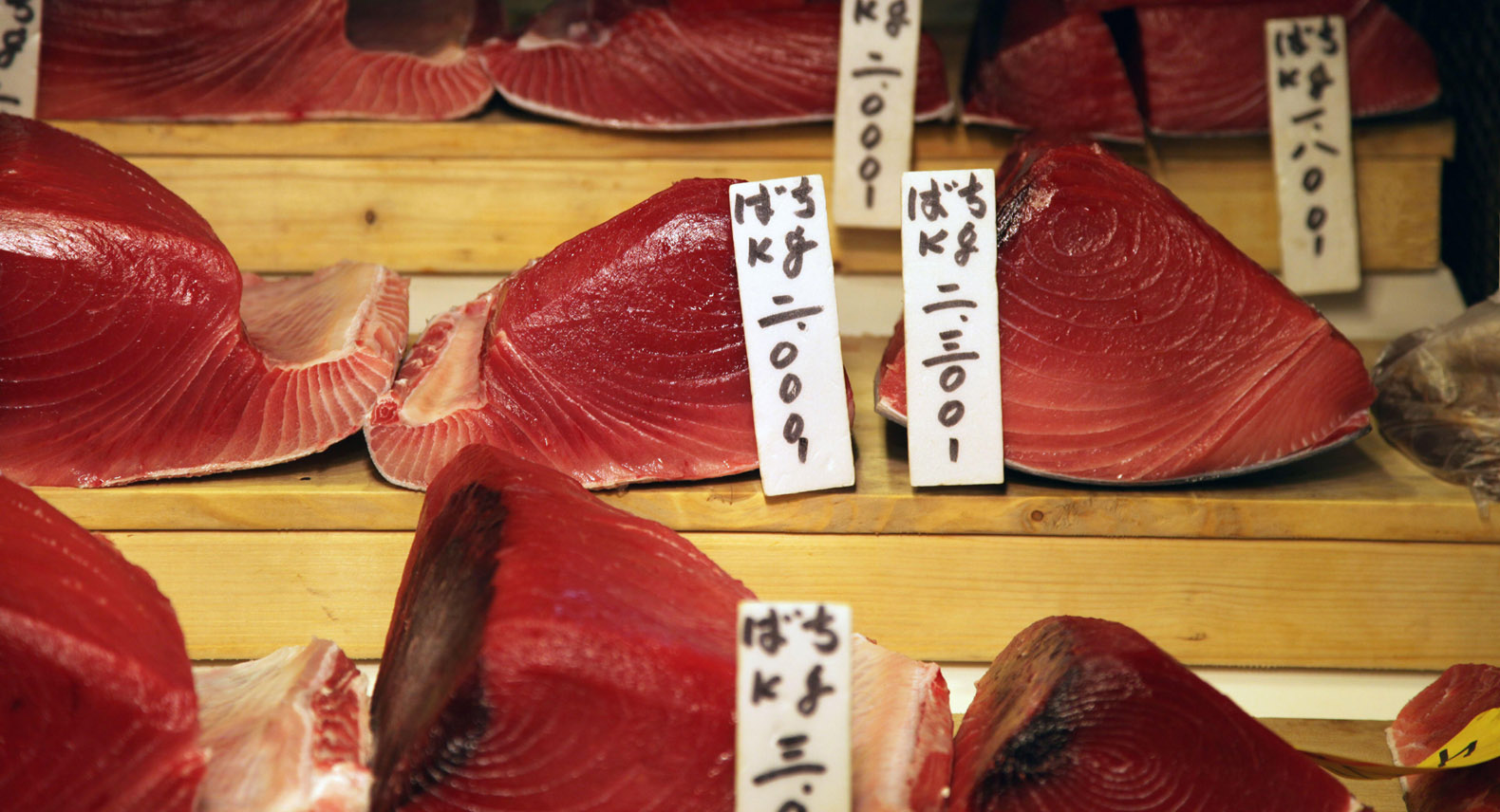 Tuna for sale at Toyosu fish market