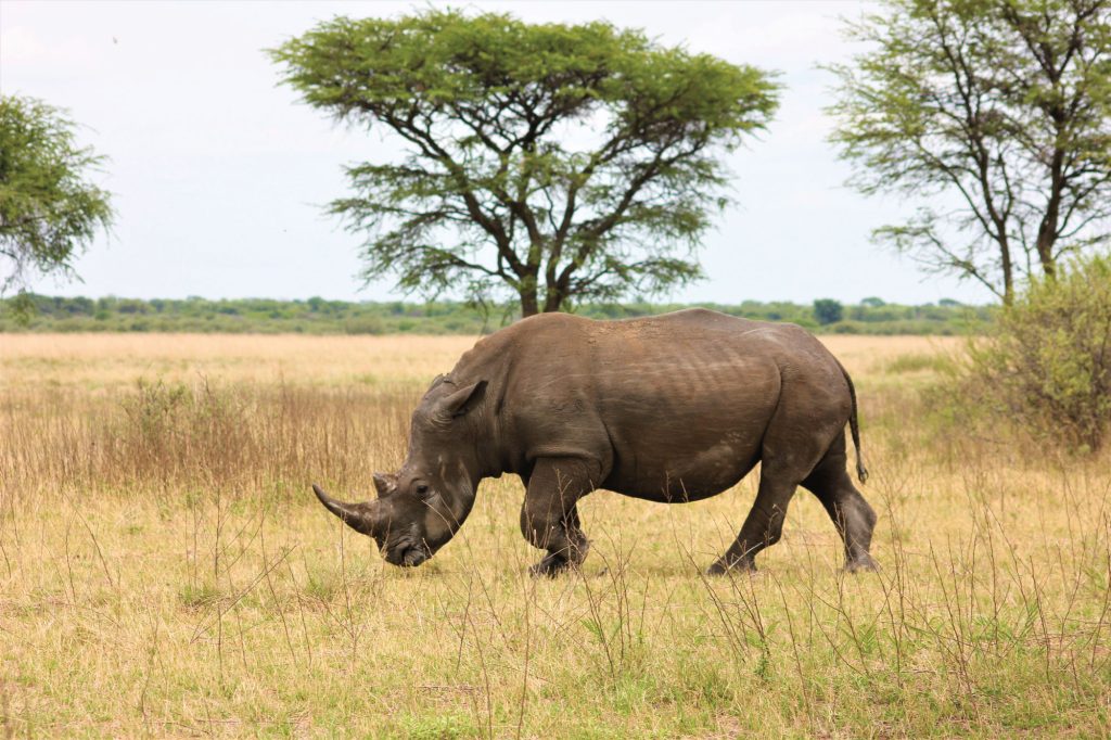 A rare black rhino in the Serengeti. Photo by Roger Brown/Pexels