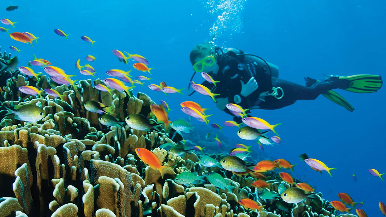 Scuba diver swims over colourful tropical fish, coral