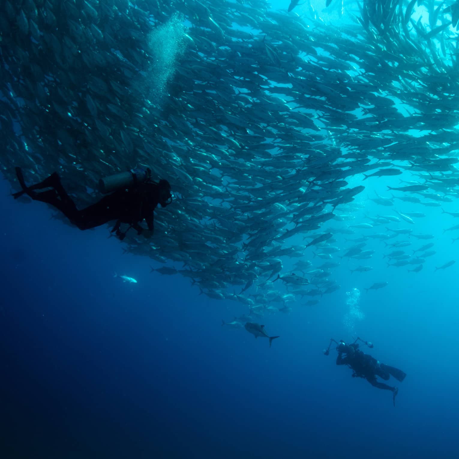 A person scuba diving in the ocean surrounded by hundreds of fish. The diver captures the underwater beauty with a camera.