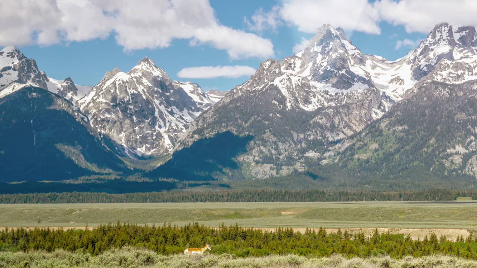 An elk lingers in the verdant expanse on a sunny day with snowcapped mountains in the distance