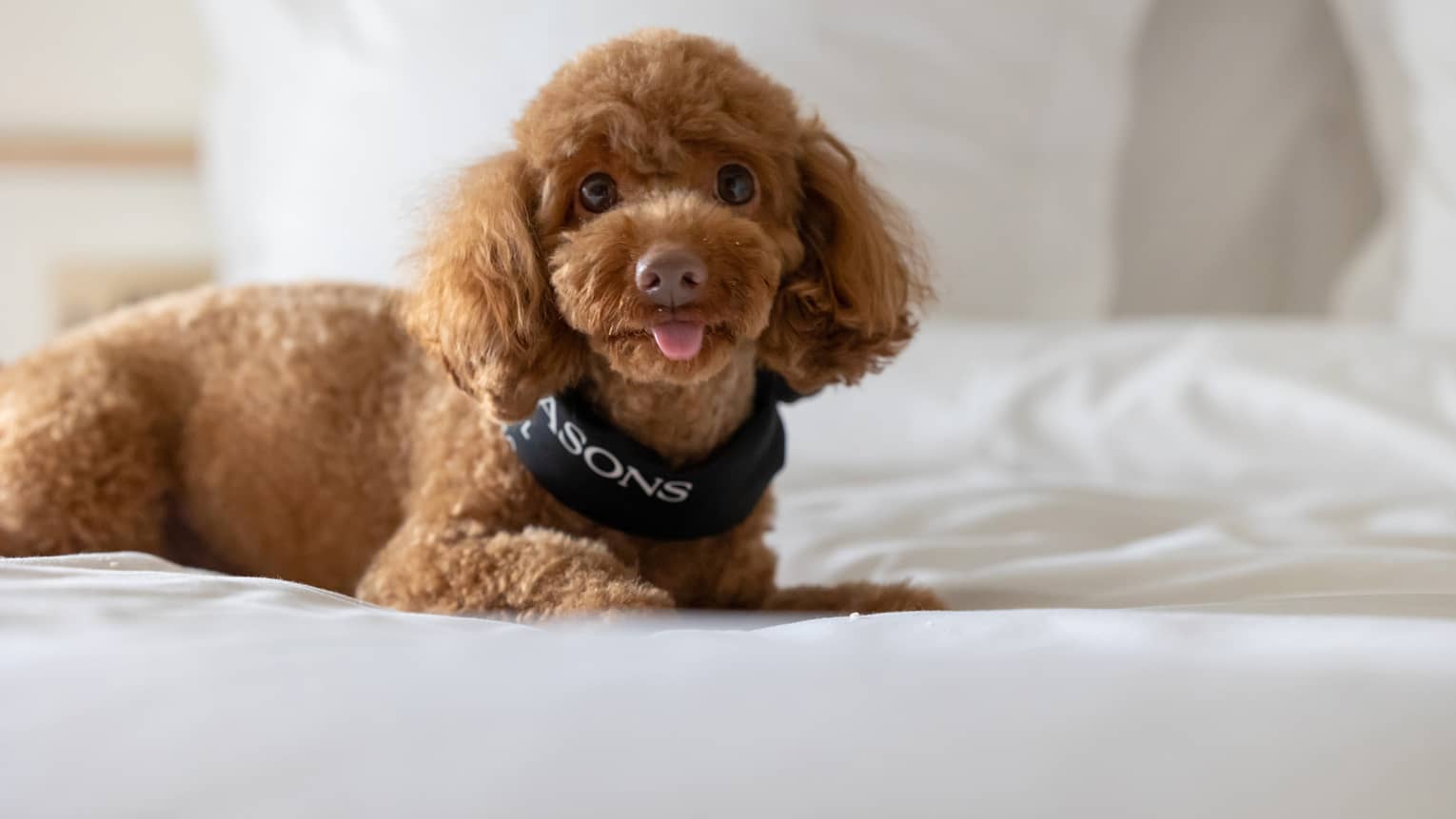 Apricot toy poodle with Four Seasons bandana lounges on a bed with white linens