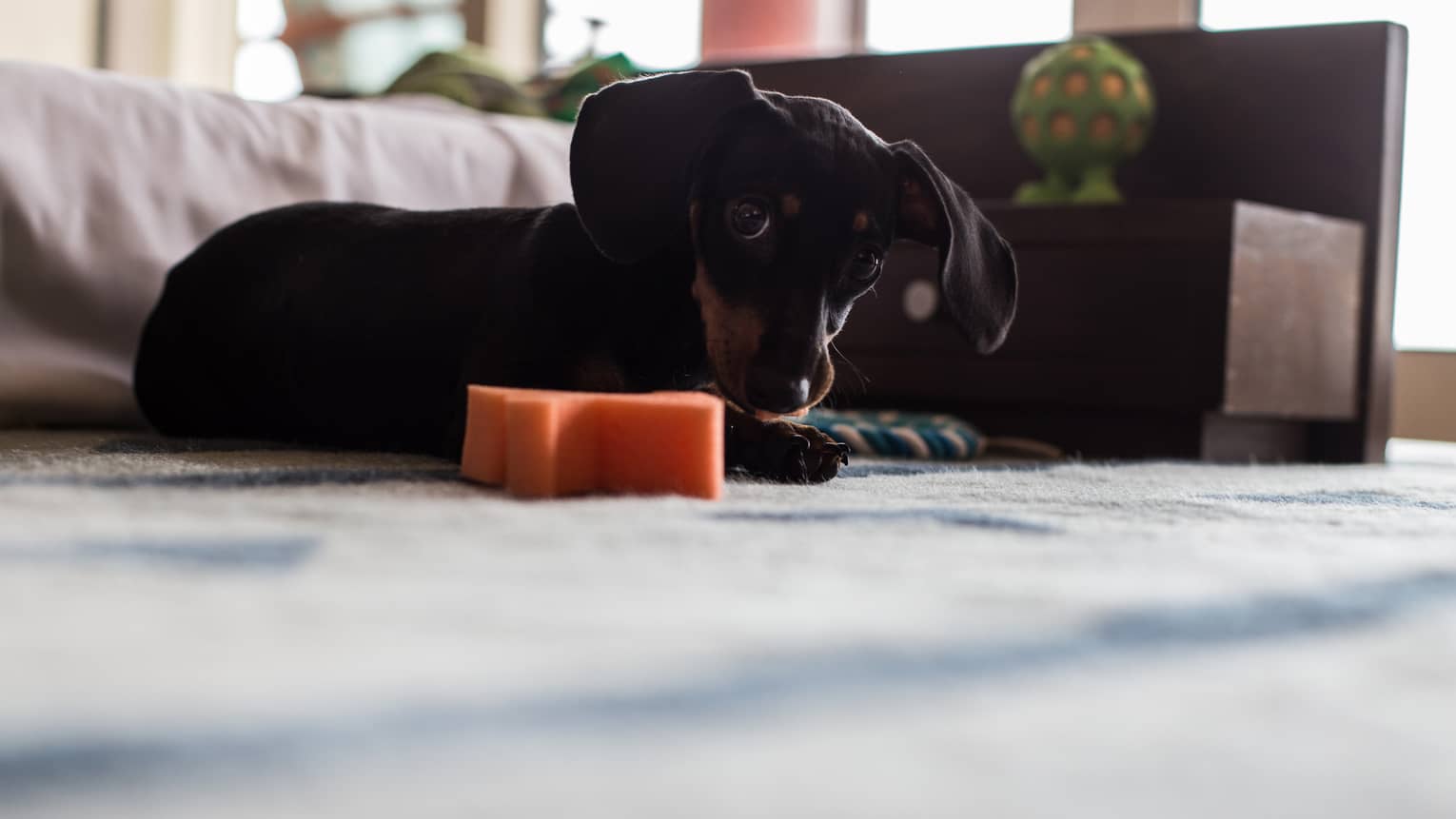 Close-up of small dog, toy on carpet in sunny room