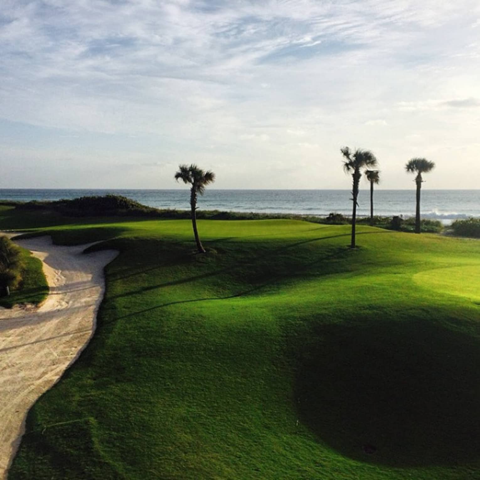 Sprawling green golf course with four palm trees by ocean
