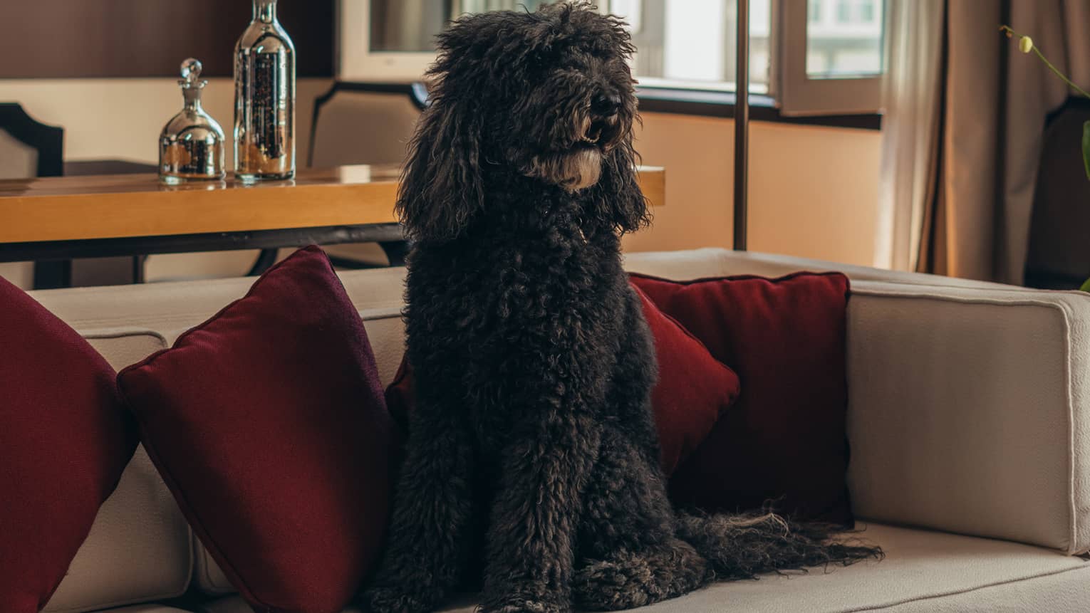 A dog sits on a couch in a hotel suite with earth-toned decor and bright natural light