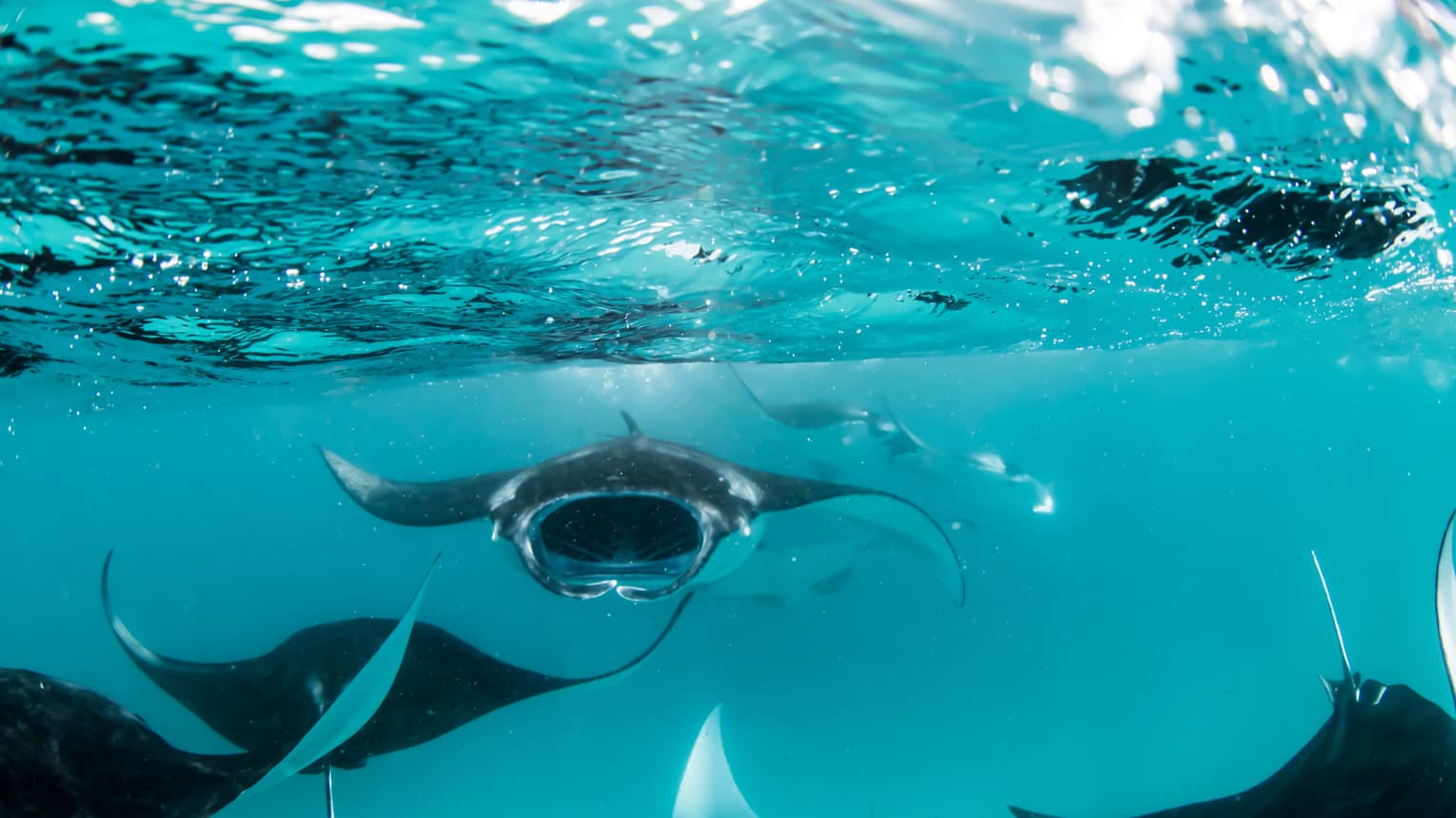 Manta rays swimming underwater