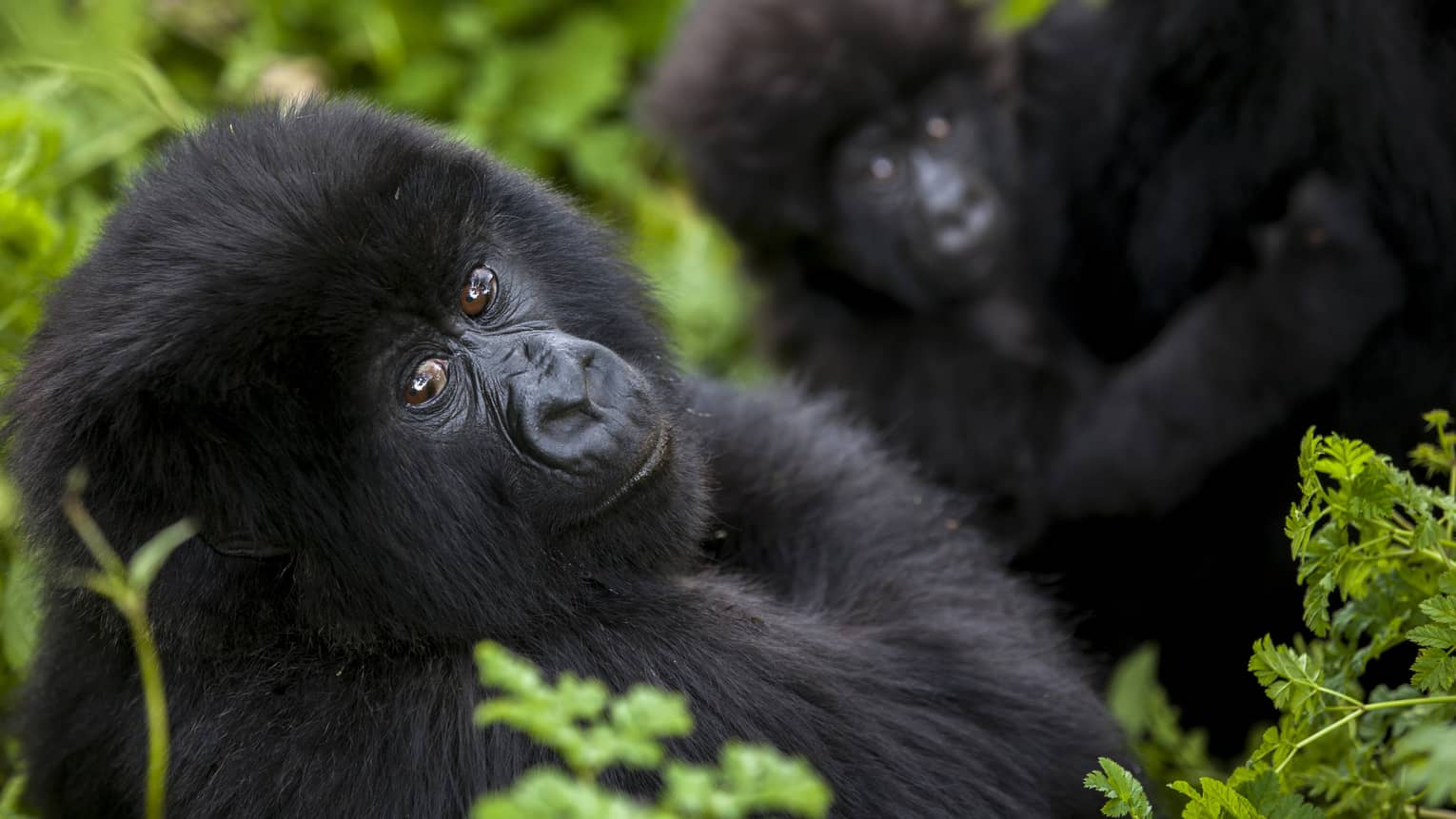 Baby gorilla looks at the camera, surrounded by greenery