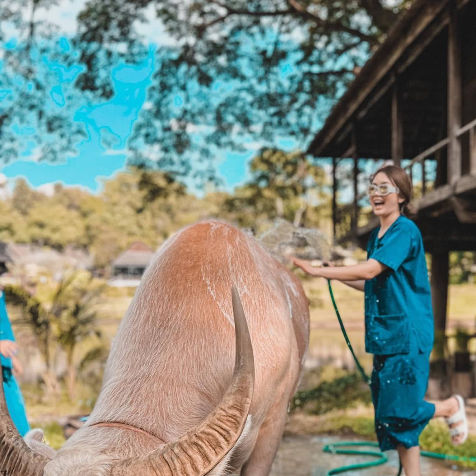 Guest hosing down a farm animal