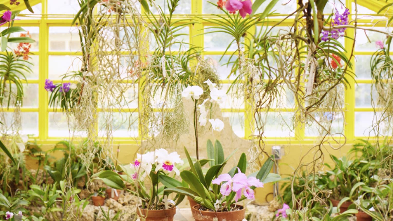 Room with yellow-edged windows, lots of hanging plants